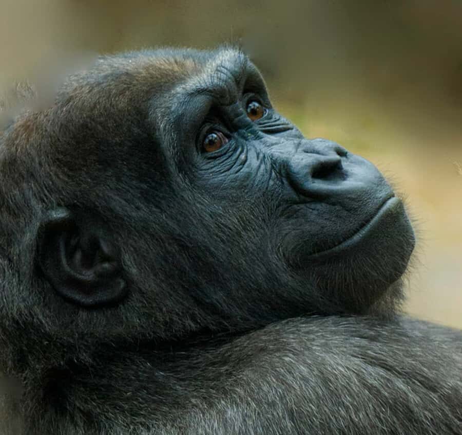 Boston: Franklin Park Zoo Entry Ticket - Key points at a glance