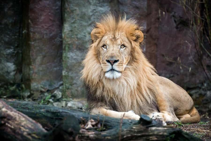 Boston: Franklin Park Zoo Entry Ticket - Tropical Forest: the year-round stop that sets the tone