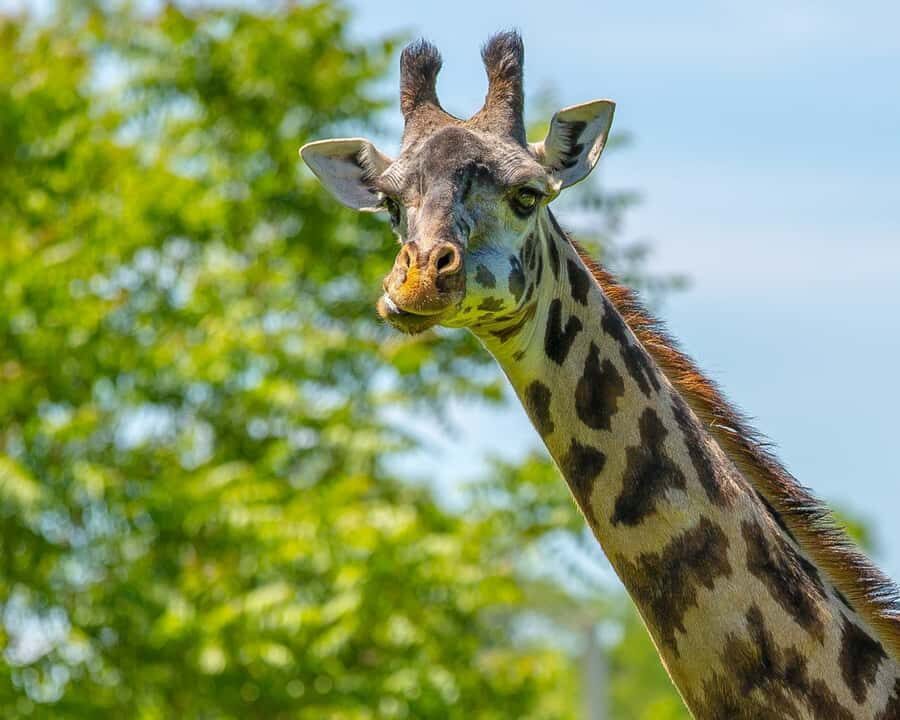 Boston: Franklin Park Zoo Entry Ticket - The best way to plan your route across 72 acres