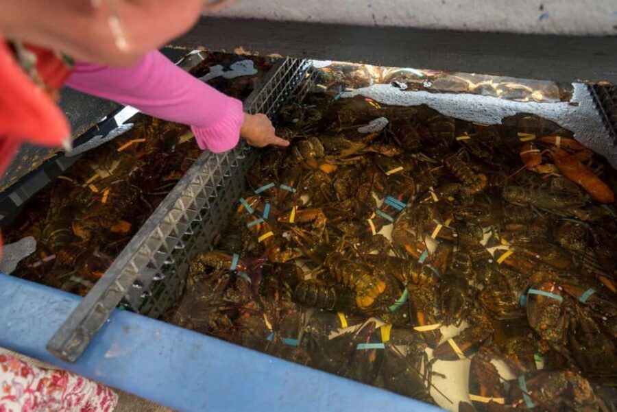 Boston: Guided Seafood Tasting and History Tour - Final Take: Should You Book This Boston Tour?
