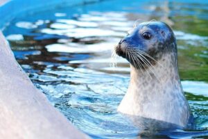 Boston Pass: 40+ Things To Do - Includes Franklin Park Zoo - Planning your days: a practical way to avoid wasting time
