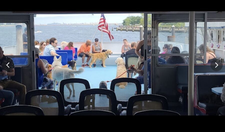 Boston: Scenic Harbor Cruise (Dog-Friendly) - Should You Book the Boston Harbor Cruise With Dogs?