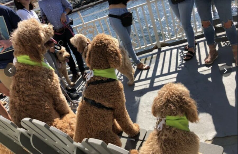 Boston: Scenic Harbor Cruise (Dog-Friendly) - The Skyline Moment: Logan Airport, Boston Skyline, and Bunker Hill Monument