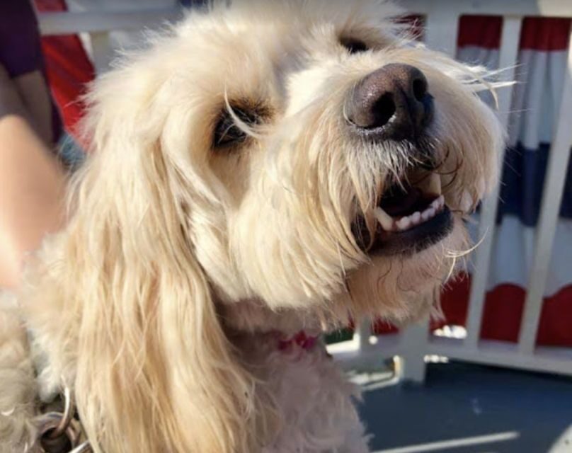 Boston: Scenic Harbor Cruise (Dog-Friendly) - USS Constitution From the Water: Why This Stop Feels Special