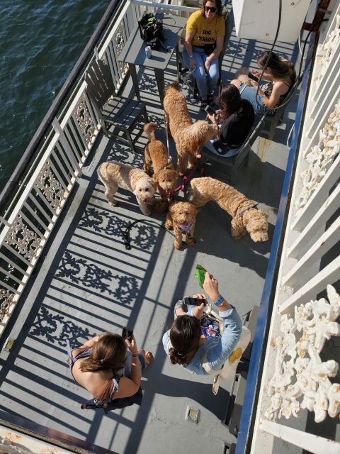 Boston: Scenic Harbor Cruise (Dog-Friendly) - Who This Cruise Fits Best (and Who Might Skip It)