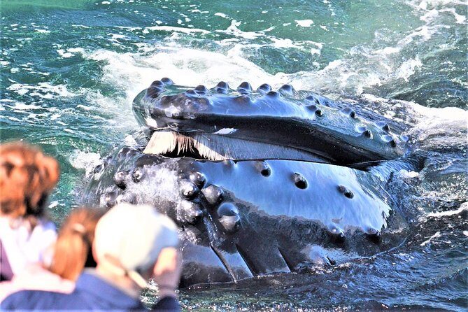 City Cruises Boston Whale Watching Cruise by High-Speed Boat - Key things I’d focus on before you go