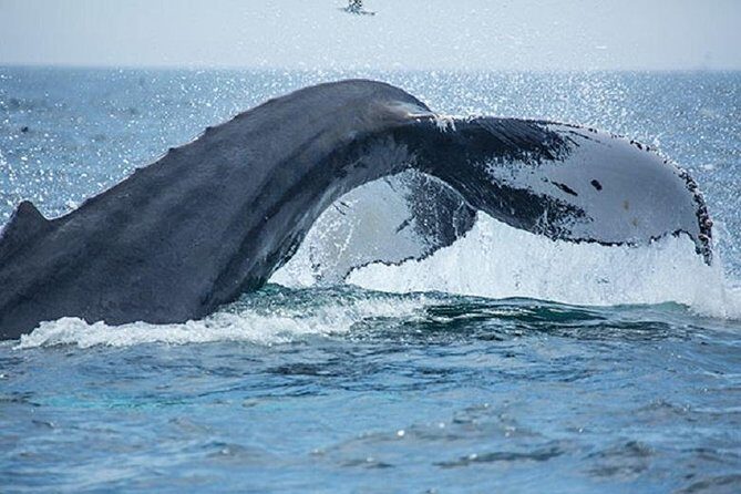 City Cruises Boston Whale Watching Cruise by High-Speed Boat - The Stellwagen Bank stop: why this area matters
