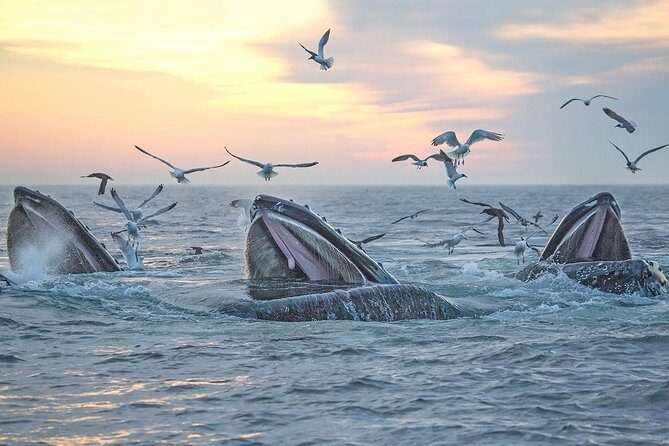 City Cruises Boston Whale Watching Cruise by High-Speed Boat - Wildlife identification that actually helps