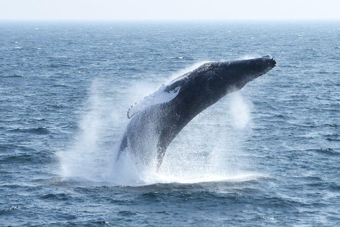 City Cruises Boston Whale Watching Cruise by High-Speed Boat - Duration and pacing: a “half-day on the water” style trip