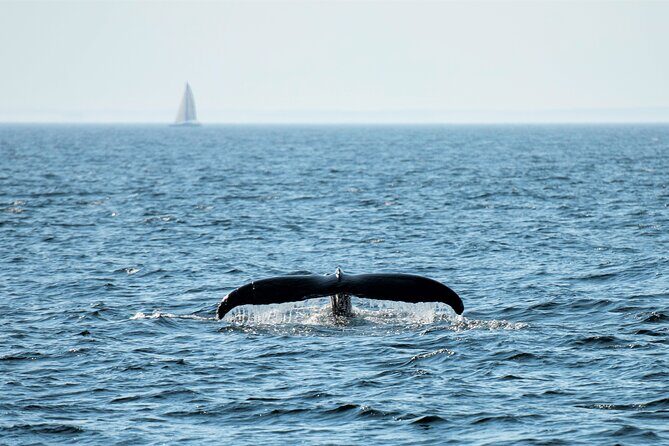 City Cruises Boston Whale Watching Cruise by High-Speed Boat - Is this cruise worth the price?