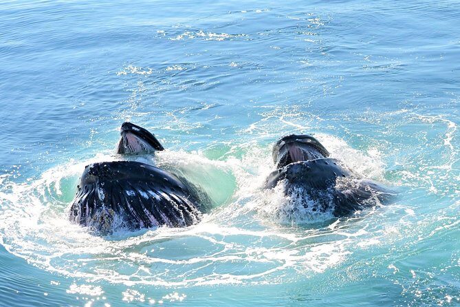 City Cruises Boston Whale Watching Cruise by High-Speed Boat - Deck vs. indoors: how to stay comfortable and keep your eyes on animals