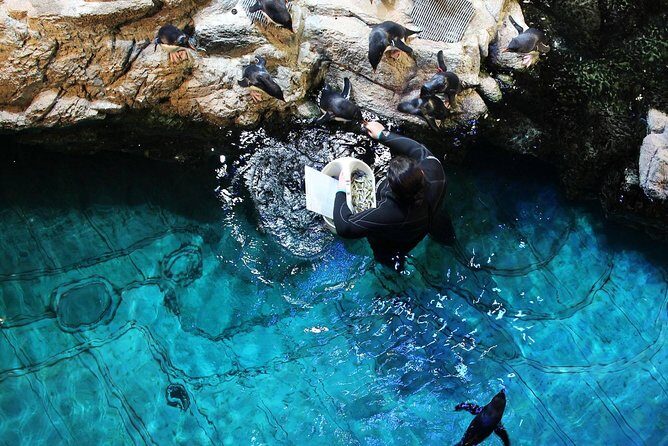 New England Aquarium Admission Ticket in Boston - Penguin Colony: The Tiered Spiral Walkway Showstopper (and Winter 2026 Change)