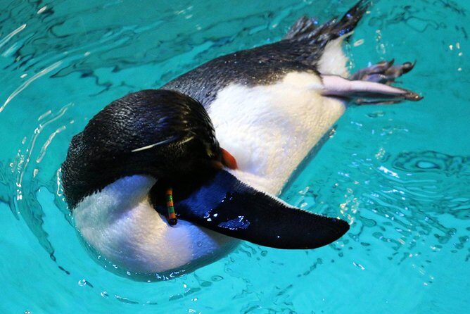 New England Aquarium Admission Ticket in Boston - Sea Turtle Feeding: Myrtle at Hand, Grace Up Close