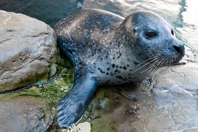 New England Aquarium Admission Ticket in Boston - The Touch Tank Moment: Stingrays and Sharks You Might See Up Close