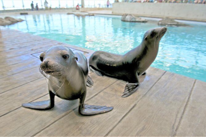 New England Aquarium Admission Ticket in Boston - When You’re Not Seeing Everything: Sharks, Variety, and Realistic Expectations